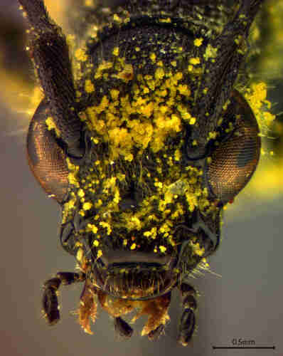 Face of a black longhorn beetle covered in bright yellow pollen.