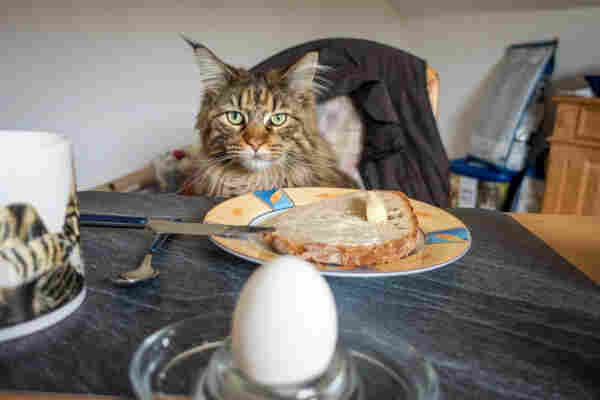 A brown tabby Maine Coon cat is sitting on a chair at the breakfast table. In front of her is a plate with a slice of bread and butter, a knife and spoon, a coffee cup with a cat motif and a breakfast egg in an egg cup.