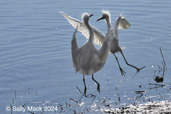 Color photo of two white egrets facing each other, jumping up while flapping their wings. Background is blue water.
