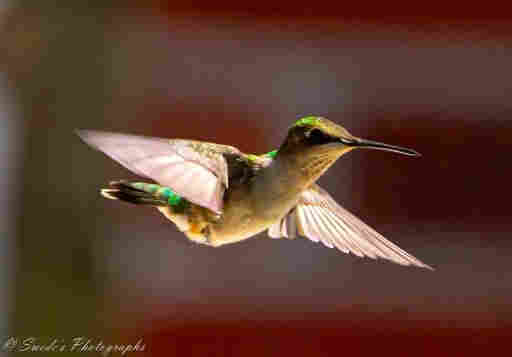 "The photo captures a female ruby-throated hummingbird in mid-flight, showcasing its delicate wings and iridescent green feathers. The bird’s wings are spread wide, displaying their translucent and delicate nature. Its long, slender beak is pointed forward, showcasing its adaptability for feeding on nectar. The background is blurred but consists of warm tones of red and brown.

The ruby-throated hummingbird is a tiny, precision-flying creature that glitters like a jewel in the full sun. These remarkable birds zip from one nectar source to another with lightning speed. While there isn’t anything directly related to Easter in the image, the vibrant colors and the bird’s graceful flight evoke a sense of renewal and vitality, reminiscent of the spring season.

The female ruby-throated hummingbird is metallic green above and pale whitish below. Unlike the males, females have a whitish throat and a rounded tail with white tips on the outer feathers." - Copilot