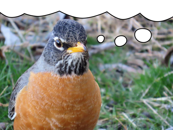 a beautiful robin looking right at the camera and having a thought. the bottom edge of a thought bubble sits above the robin's head, allowing a user to put some text above the photo to make it look like the birb is thinkin'.