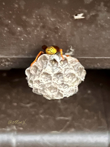 Vertical closeup of a small paperWasp nest with the queen sleeping on top. She’s facing away and all we see is her yellow and black striped butt and two of her orange legs.
She constructed her nest under the lid, far back of it. I took the photo with the lid open. 