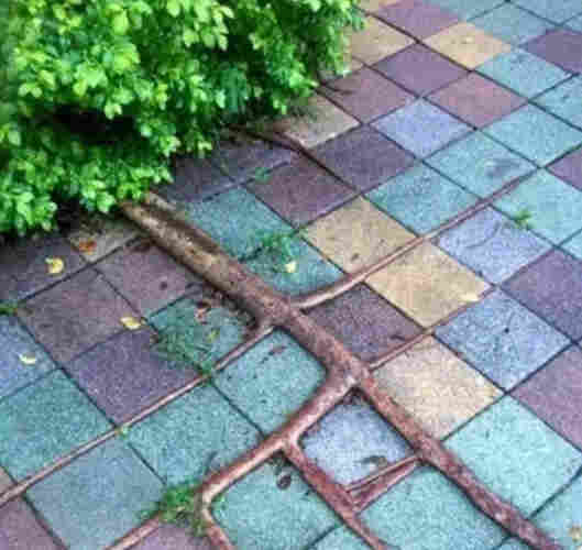 A picture of the roots of a tree following square tiles around it. In one case the root has wrapped around one tile, making it a square root!