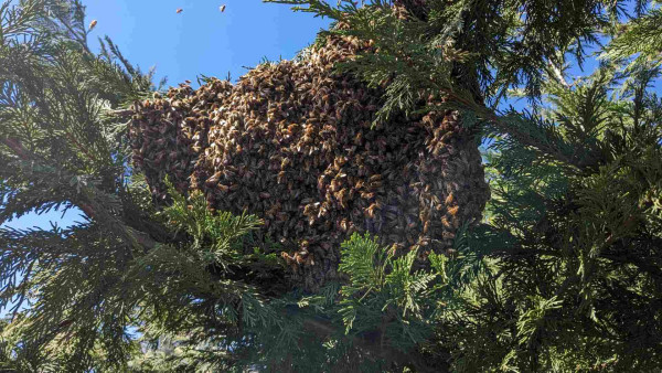 A swarm of bees hangs from a cypress tree branch. It's a shit load of bees!