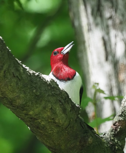 A red headed woodpecker shows off its red head in the sun.