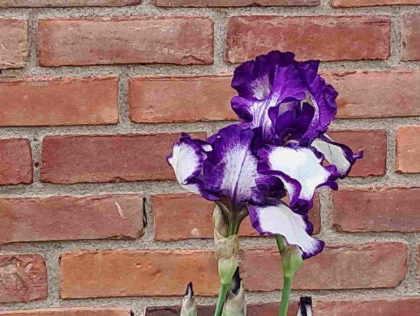 A purple and white flower against a brick background. Each petal is about 4 centimetres across and a bit wavey. They're white in the middle and purple on the edges.