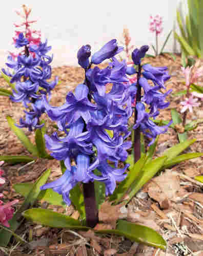 Three hyacinths with purple-blue florets, one plant in front and two behind it, one on either side. The top-most florets are not yet fully open. Other hyacinths with florets that are more sparse, pink and pale orange, are in the background.