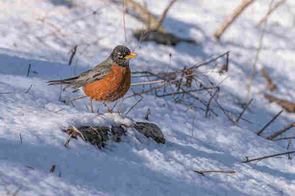 Photograph of an American robin standing on a small log partially covered in snow and surrounded by fresh snow with brown stems and saplings protruding from the snow here and there. The robin is facing right leaving one eye visible. American robins have orange chest and belly feathers with white under-tail feathers, grey back feathers, dark grey-black wing and tail feathers, black head feathers with white and black mottled chin feathers, dark eyes surrounded by white eyeliner, orange-yellow beaks, and brown legs and feet.