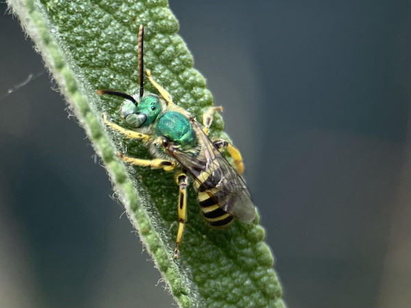Close up of a long, thin textured leaf. A native bee stretches across surface. The bee's head, eyes, and thorax are bright green. The abdomen is black and white stripes. 