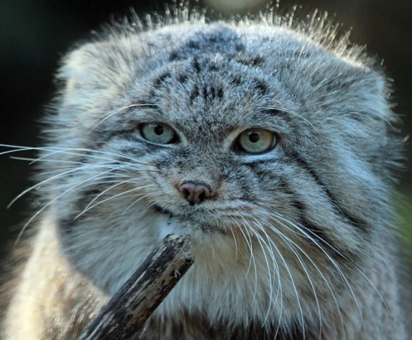 Fluffy Pallas cat that probably just did something to the wooden stick in front of it. The cat has a look on its face like it cannot believe someone’s bullshit. 