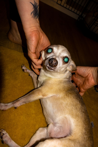 The image shows a small light-colored Chihuahua dog being held and pet by a person's hands. The dog has large, round eyes that appear to be a vivid blue-green color. The hands have a tattoo on the forearm. It seems to be relaxing while being gently held, with its paws slightly outstretched. They are sitting on a mustard yellow fabric, perhaps a couch or chair.

