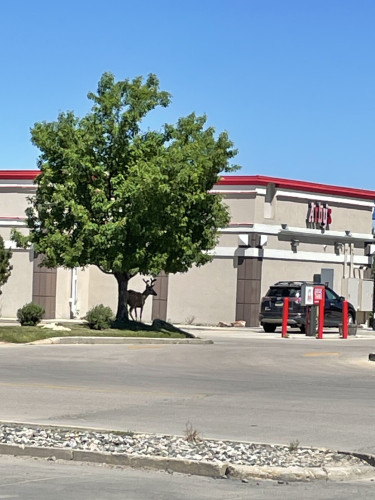 A male mule deer is standing on a landscaped portion of an Arby's restaurant under the shade of a tree right next to the drive-through lane in Sheridan, Wyoming.
