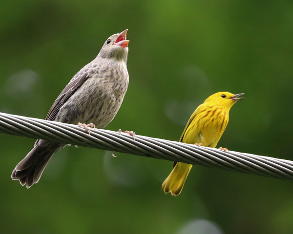 A fledgling Brown-headed Cowbird, a greyish-brown baby bird, sits on a wire beside its adoptive father, a much smaller Yellow Warbler. Both of them are in the middle of making some noise.