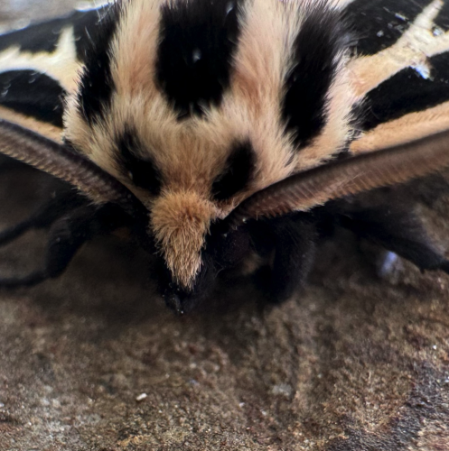 Apantesis phalerata is a black and white moth that live in NYC sometimes and is very fuzzy 