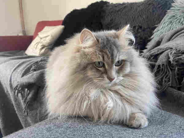 Grey Siberian cat lying on a wool blanket on top of a couch. He is very focused on something just outside the camera frame (the target of his hunt). His fur is very fluffy. His long white whiskers are very prominent.