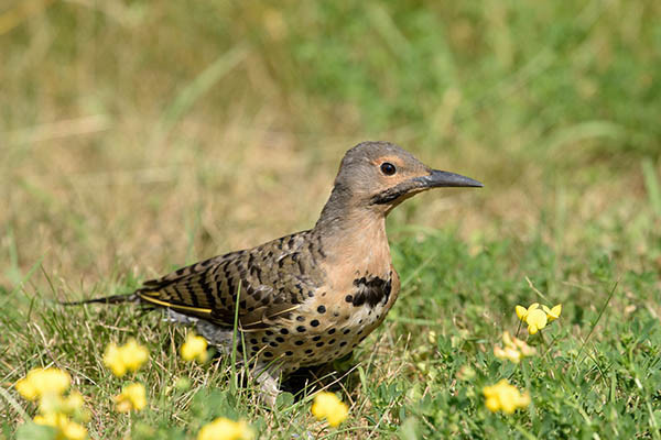 The head of the bird is just right and above the middle of the photo.
The bird is facing to the right.
It is sitting in the grass with some yellow flowers.