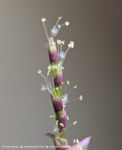 Close-up of the top of a stem with purplish leaves pressed against the stem like scales. Emerging from each leaf are several white strands with round yellow blobs on the ends (anthers), and one white strand with a tiny white puffball at the end (stigma).
