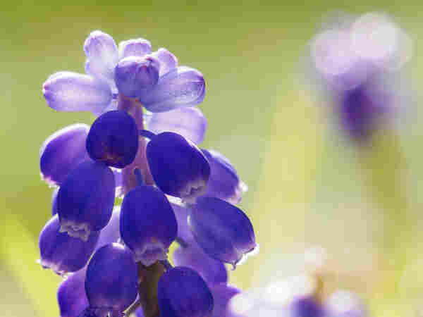 Close up of hyacinth.