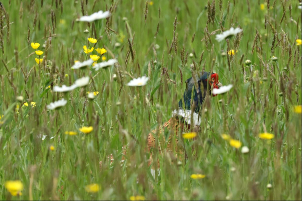 Hidden amongst green grass stems, yellow buttercup flowers and white daisies is the head and back of a male pheasant. Its yellow eye is surrounded by a red patch, its head and neck are blue-green. There's a ring of white around its lower neck, and what little can be seen of its back is mottled brown