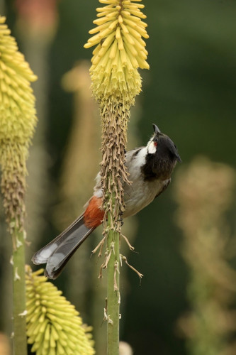 Red-whiskered bulbul on a yellow aloe plant 