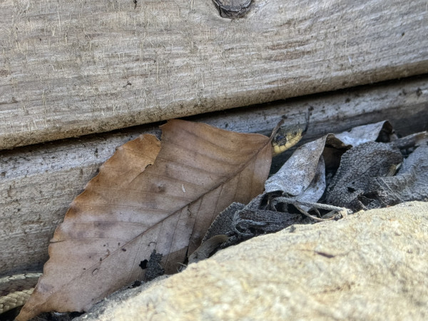 A garter snake peeking out from behind a leaf