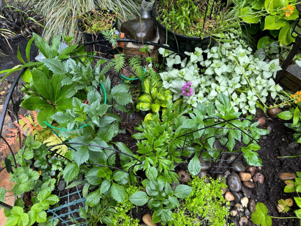 A picture looking down at a patch of garden. A riot of wet mostly green leaves. 

Can identify (vaguely clockwise from top left in front of a black garden fence piece) hellebore, Jacob’s ladder, hosta, white & green ground cover with purple flowers, various dahlias with a peony in the middle of them. 

Strawberry at lower right and the left. Fall fern (light green and rusty fronds) next to left strawberry. 

Along the top from left: mondo grass (potted), green and white grass, curly green grass (potted), pile of brick and rock with wood stake shims (for metal standing hook, with slinky), miscellaneous plants in a large pot, hosta (medium green), and a heuchera (dark green) in front of the hosta.