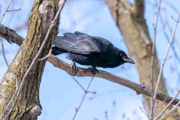 Photograph of a crow perched on a tree branch with out of focus branches and twigs and a blue sky in the background. The crow is facing the right and is tilted forward and down indicating that it is preparing to launch into flight. Crows have black body feathers, dark eyes, shiny black beaks, and black legs and feet.