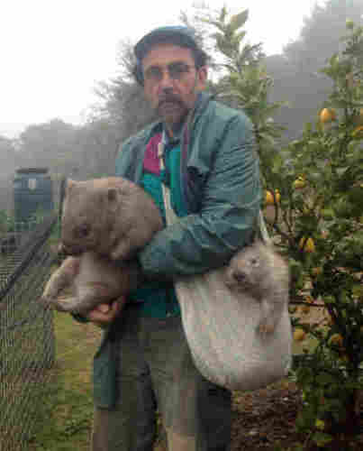 man with beard and glasses looking guilty as he holds a wombat in his arms, and another wombat pokes its head out of a sack he has over his shoulder -- lemon tree behind him