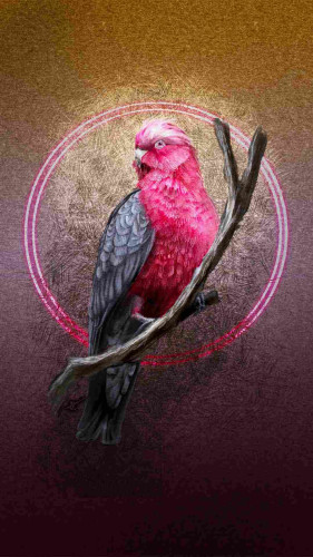 Illustrated phone wallpaper of a Galah Cockatoo bird, perched on a branch looking at the viewer. Behind the bird is a paper texture with a gold brown gradient at the top and a dark pink/plum gradient at the bottom.  Surrounding the bird is crosshatching and a double-halo of pink light.