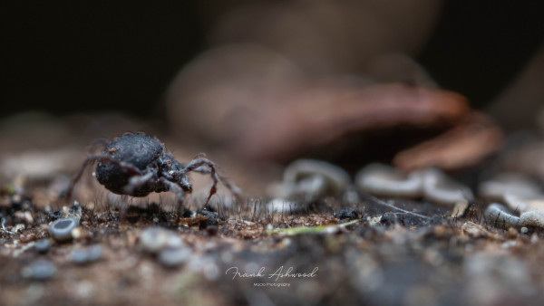 A photograph of a dark, hard-bodied mite walking on the fungi-covered surface of a decaying log.