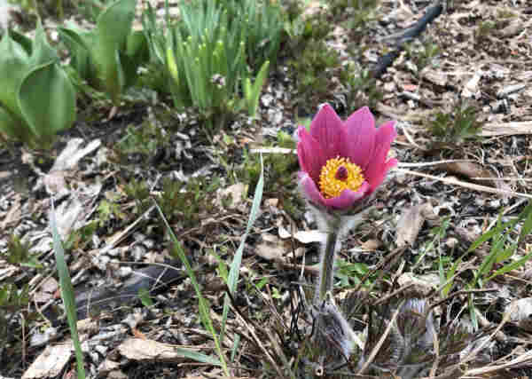 A pink pasque flower: growing straight from the ground without leaves a large flower with about 8 pink petals around a very yellow centre, its stem is fuzzy looking, all covered to hairs. More hairy buds are poking up from the ground, and in the background tulip and daffodil leaves are emerging.