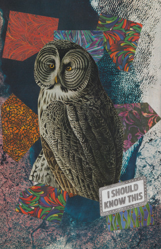 an owl, colorful paper patterns, and the words "i should know this"