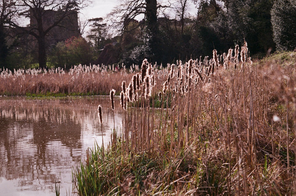 The sun shines through fluffy spring bulrush heads in the foreground, curving back then round the side of a lake. Behind are bare winter trees, through which can be seen the bulk of a castle. Pentax LX, SMC Pentax M 100/4 lens, Fuji Superia 400 film, dev and scan by Filmdev.