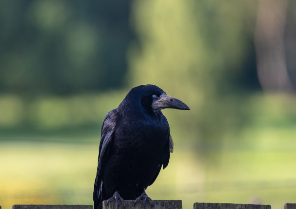 A jet black Rook on the fence outside my window. It is facing to its left, we see one eye and the huge beak, the eye is blue as it "blinks" the background is shades of green from trees and fields