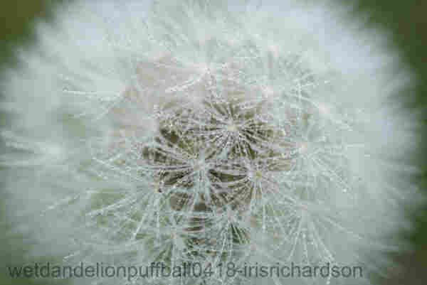 Dandelion Puffball covered in Droplets - the whole dandelion puffball globe is covered with tiny raindrops. Drop after drop is lined up on the tiny dandelion parachutes. They look like tiny glass beads. The focus is just on the top layer of this dandelion puffball allowing the rest to fall into soft focus with medium green around its edges. The dandelion flower represents persistence and staying power. No wonder it is the flower for military brads who move around and create new roots wherever they land. 

The mood is quiet as this rainy overcast Spring morning creates soft lighting. Yet the celebratory parachute shape of the dandelion with the water droplets on it looks like tiny fireworks celebrating the day. Artist Iris Richardson, Gallery Pictorem and ArtHero