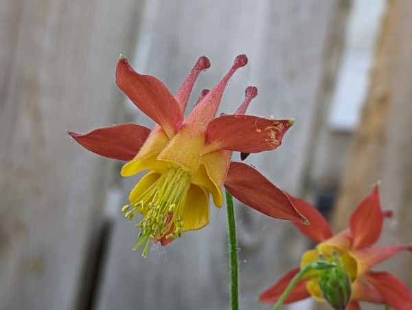 A red and yellow flower.
The flowers petals are pulled back and yellow stamens are stretching forward.