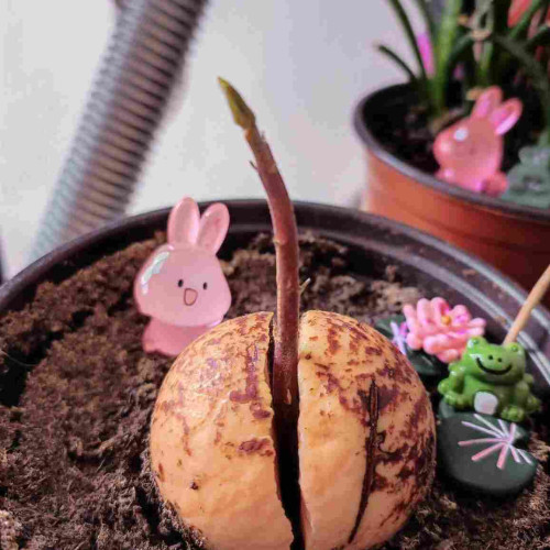 A pink toy bunny sits on top of the pot soil and watches the avocado plant grow. It looks super happy. 