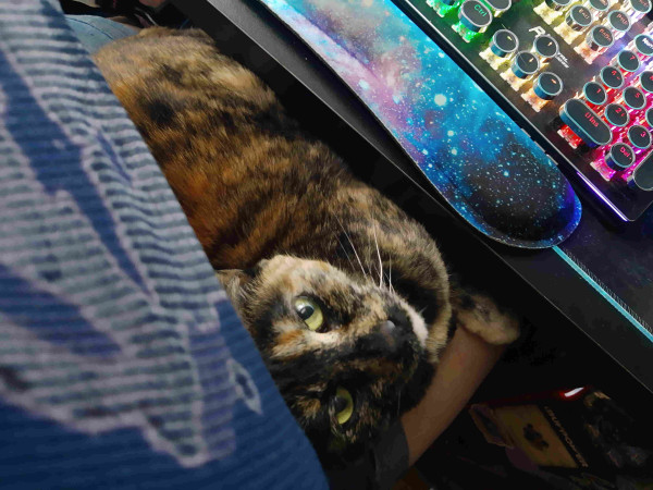 Jinxie the tortie sitting on my lap in the office, looking mildly annoyed 