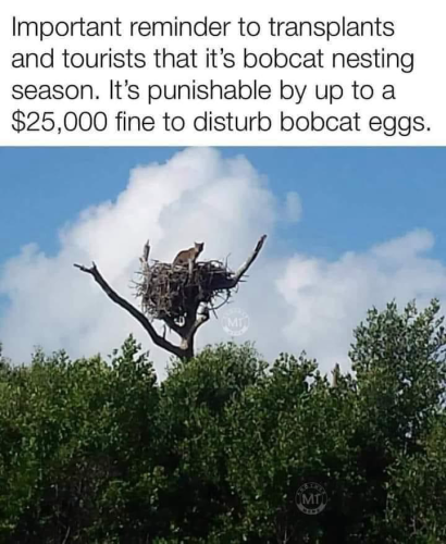 (A bobcat sitting in a huge nest high in a tree)  Important reminder to transplants and tourists that it's bobcat nesting season. It's punishable by up to a $25,000 fine to disturb bobcat eggs.