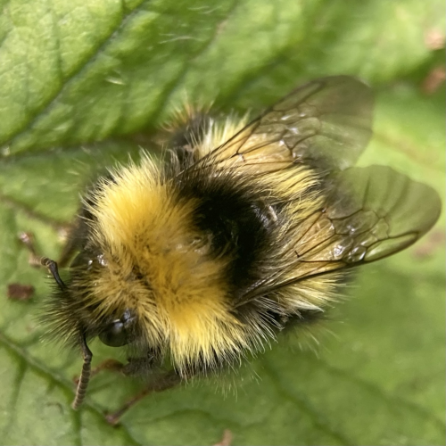 Overhead closeup of a small bumblebee facing bottom left. It has a shaggy golden band of fur, a black band and then a lighter yellow band. Two wing lie flt and protrude out the back.