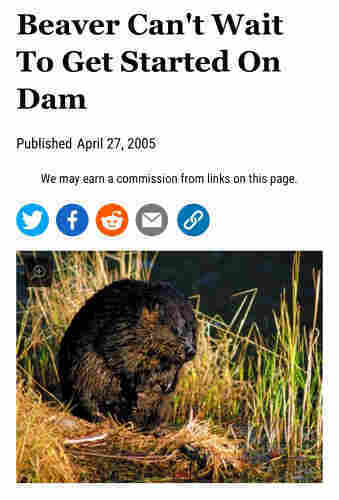 A wet beaver standing amidst tall grass near water, with the headline “Beaver Can't Wait To Get Started On Dam”.