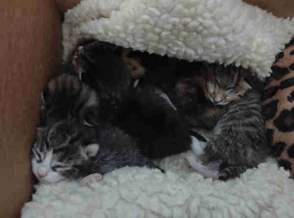 A cute cuddly pile of six two-day old kittens snuggled together in a corner of a box. Four are tabbies, some with white mittens and socks. Two are black and orange Calicos.