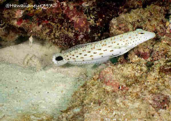 An elongated white fish marked with irregularly shaped black spots, resting on the sea floor. 