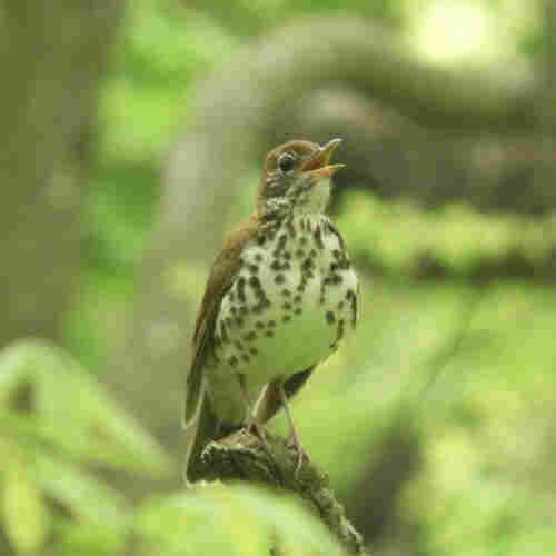 A brown bird with a white breast speckled with rows of black spots sits at the end of a branch with its chest puffed out singing