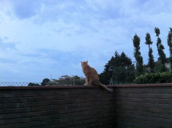 A ginger cat sits quietly on a brick wall, silhouetted against a soft, dusky sky. The peaceful countryside stretches out behind, with tall trees and a hint of a garden, bathed in the gentle hues of twilight. The scene exudes a sense of calm and companionship, capturing a timeless moment of serene beauty and silent connection.