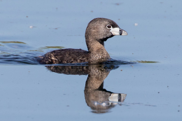 A Pied-billed Grebe bird swimming in a calm lake.