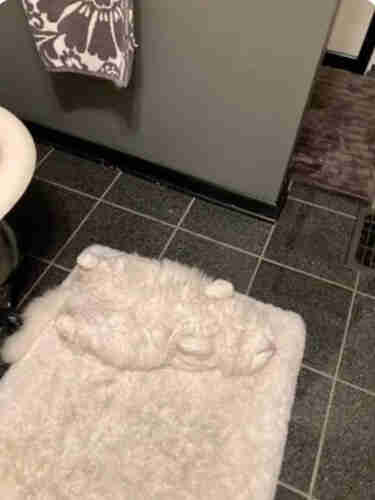 Photo of a plush white rug on the floor of a bathroom with a fluffy white cat sleeping on it. The cat perfectly blend in with the rug.