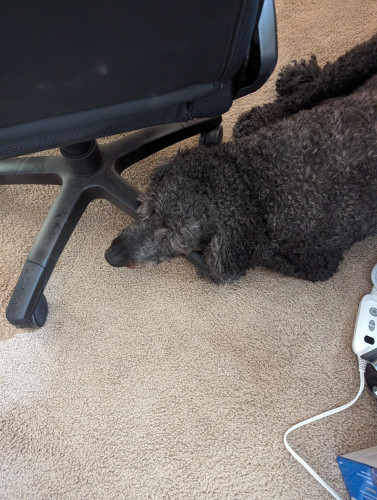 My dog, Darth Vader, laying down and resting his head on my office chair's leg.