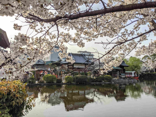 Blossoms at Shinsen-en, a remnant of the original Kyoto Imperial Palace's pleasure gardens.