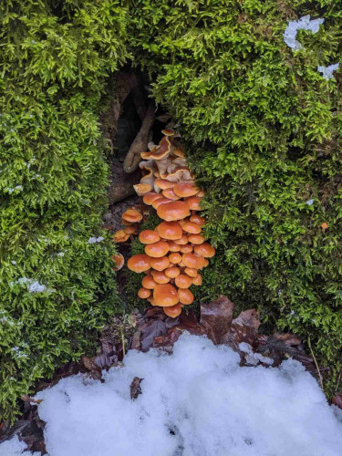 A moss covered tree trunk, where it broadens into the roots.
In a small cavity between two expanding roots a bunch of small bright brown capped mushrooms are peaking out.
The forest floor is covered in a thin blanket of snow, with tiny snow residue in the moss, melting.